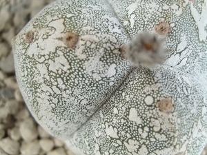 Astrophytum myriostigma v. tricostatum hakuun