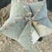 Astrophytum myriostigma v. variegata 3
