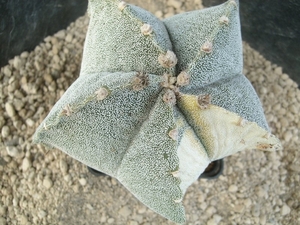 Astrophytum myriostigma v. variegata 3