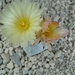 Astrophytum myriostigma v.quadricostatum