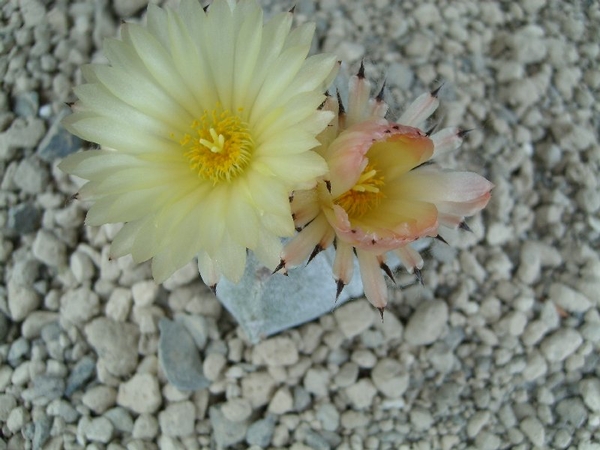 Astrophytum myriostigma v.quadricostatum