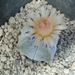 Astrophytum myriostigma v.quadricostatum 2