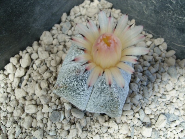Astrophytum myriostigma v.quadricostatum 2