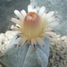 Astrophytum myriostigma v.quadrisostatum 4