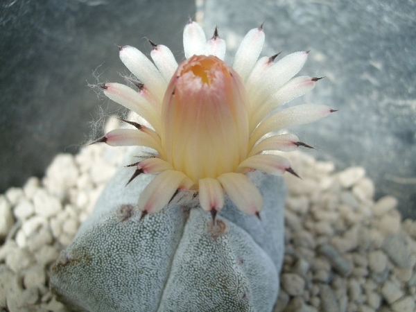 Astrophytum myriostigma v.quadrisostatum 4