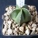 Astrophytum myriostigme cv. hekiran ginsha 2