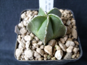Astrophytum myriostigme cv. hekiran ginsha 2