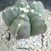 Astrophytum nudum kikko