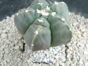 Astrophytum nudum kikko