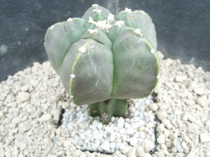 Astrophytum nudum kikko 1