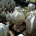 astrophytum onzuka