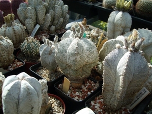 astrophytum onzuka