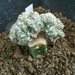 astrophytum onzuka cristaat