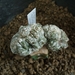 astrophytum onzuka cristaat 1