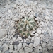 Astrophytum ornatum cv. fukuruyu 3