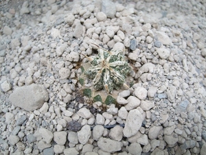 Astrophytum ornatum cv. fukuruyu 3