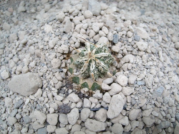 Astrophytum ornatum cv. fukuruyu 3