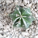 astrophytum ornatum cv. Fykuruy