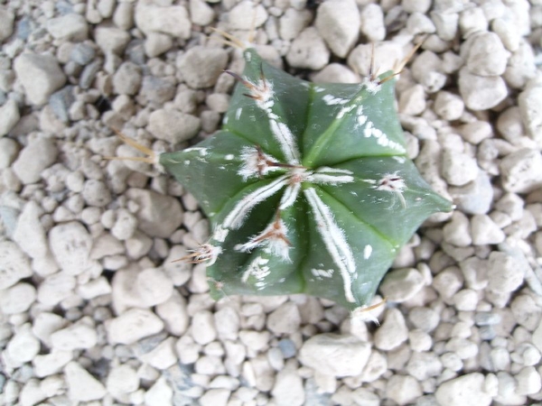 astrophytum ornatum cv. Fykuruy
