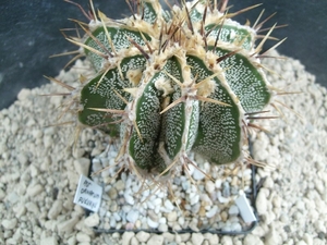 Astrophytum ornatum fukuruyu