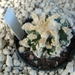 Astrophytum ornatum fukuruy