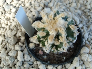 Astrophytum ornatum fukuruy