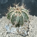 Astrophytum ornatum fukuruyu 1
