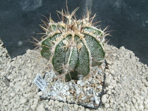 Astrophytum ornatum fukuruyu 1