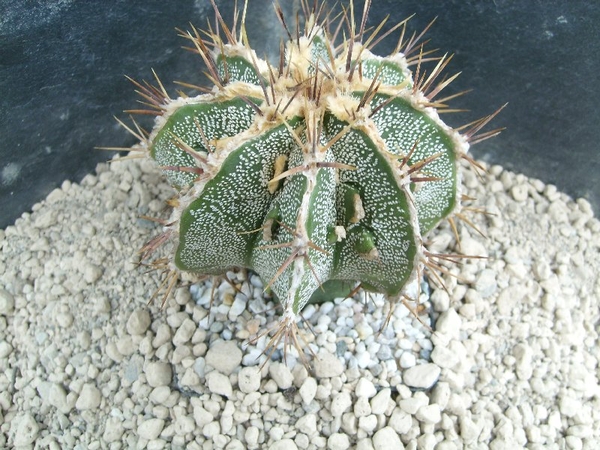Astrophytum ornatum fukuruyu 2