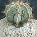 Astrophytum ornatum fukuruyu 3