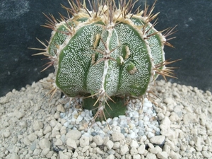 Astrophytum ornatum fukuruyu 3