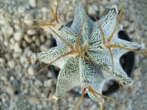 Astrophytum ornatum v. mirbellii