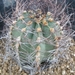 astrophytum senile pink flower