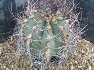 astrophytum senile pink flower