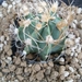 astrophytum senile v. aureum