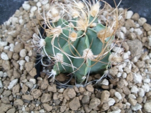 astrophytum senile v. aureum