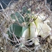 astrophytum senile variegata