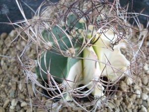astrophytum senile variegata