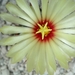 astrophytum senilis