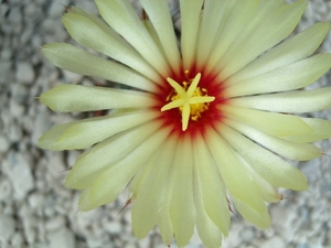 astrophytum senilis