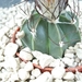 astrophytum senilis 1
