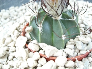 astrophytum senilis 1