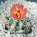astrophytum senilis  v. aureum rode bloem 1