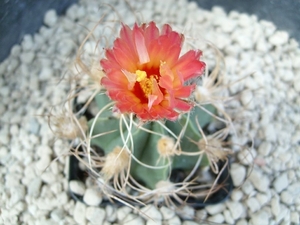 astrophytum senilis  v. aureum rode bloem 1