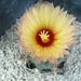 astrophytum senilis v. aureum