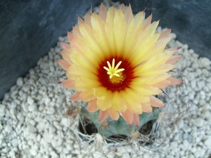 astrophytum senilis v. aureum