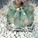 astrophytum senilis v. aureum 1