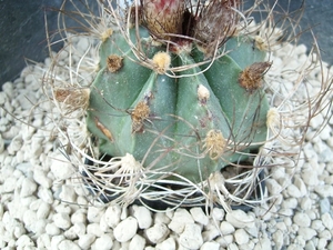 astrophytum senilis v. aureum 1