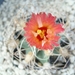 astrophytum senilis v. aureum rode bloem