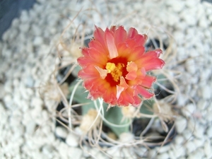 astrophytum senilis v. aureum rode bloem